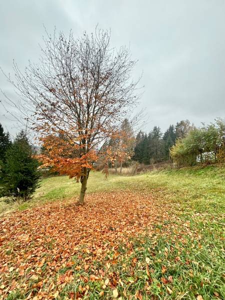Sale Land – for living, Land – for living, Priečnica, Čadca, Slovakia